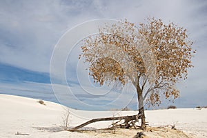 Tree at White Sands National Park