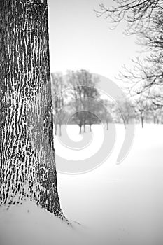 Tree in white snow