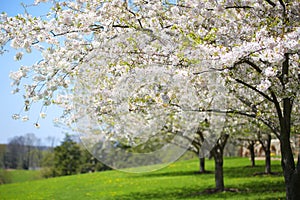 Un árbol blanco primavera flores de cereza en jardín 