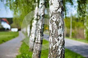 Tree. White trunk, birch near the road