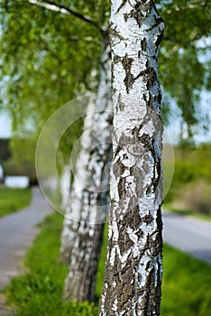 Tree. White trunk, birch near the road