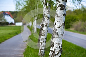 Tree. White trunk, birch near the road