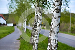 Tree. White trunk, birch near the road