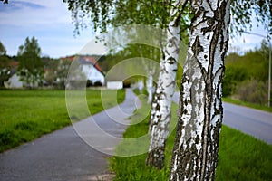 Tree. White trunk, birch near the road