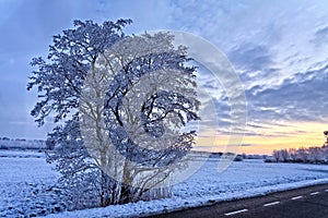 Tree in a white winter landscape