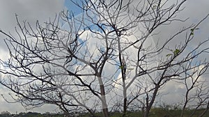 The tree with whitr cloud