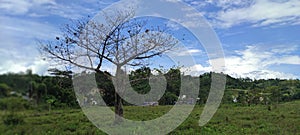 a tree whose leaves miscarry in a village in the Mamuju area