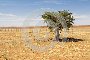 Tree in the wide desert of Namibia