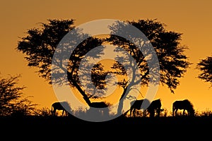 Tree and wildebeest silhouette