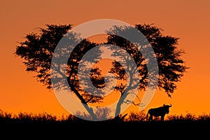 Tree and wildebeest silhouette