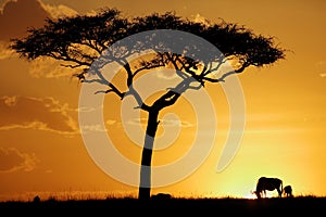 Tree and wildebeest during sunset at Masai Mara