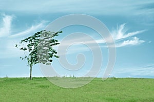 Un árbol en viento 