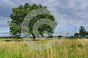 Tree in the wind.