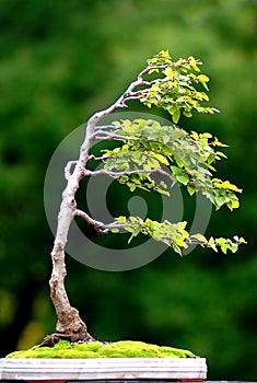 Tree on wind