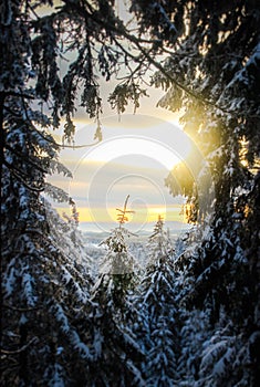 A tree window