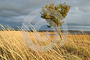 tree in windy weather photo