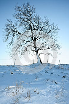 Tree in winter