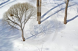 Tree in winter