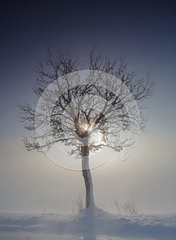 Tree in winter