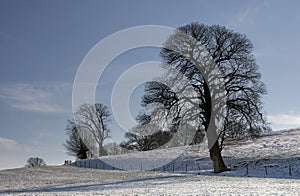 Tree in winter