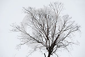 Un albero inverno 