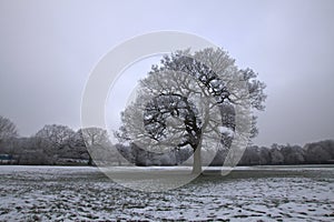 Tree in Winter