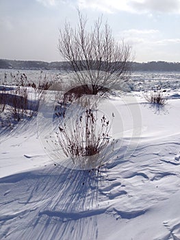 Tree in the winter