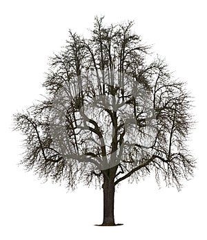 Tree in winter