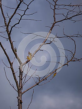Tree in winter with bare branches besides a couple lone leaves