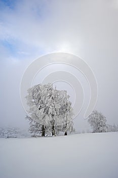 Frozen Tree in the Black Forest