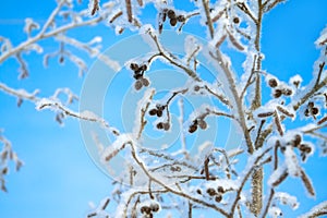 Tree in the winter covered with snow on background the blue sky