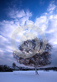 Un albero sul 