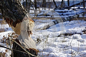 Tree in winter forest after beaver`s attack.