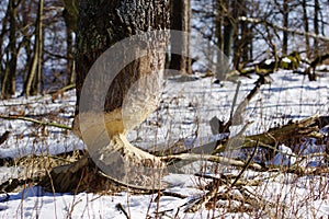 Tree in winter forest after beaver`s attack.