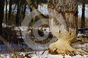 Tree in winter forest after beaver`s attack.