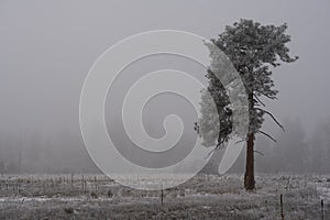 Tree in winter frozen fog and snow
