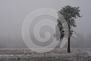 Un árbol en el invierno congelado niebla a la nieve 