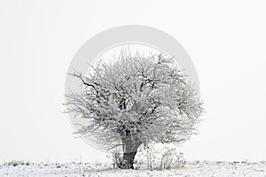 Tree on winter horizon