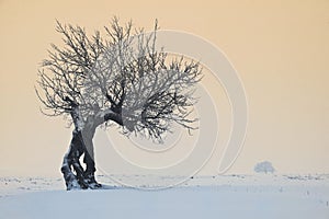 Tree in Winter in Macin Mountains, Romania