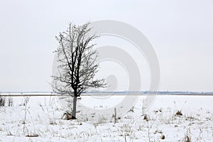 Tree on winter meadow