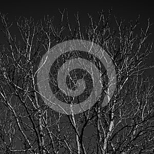 A Tree In Winter With No Leaves In Black And White