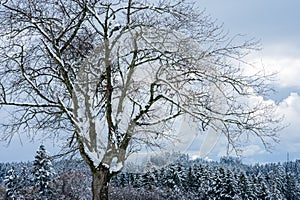 tree, winter, snow and mood