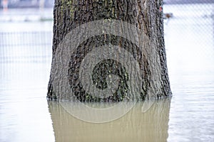 Tree at winter time standing in high water, flood of rhine river at Cologne, reflection in water