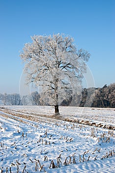 Tree in winters landscape