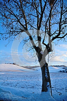 Tree in winters landscape