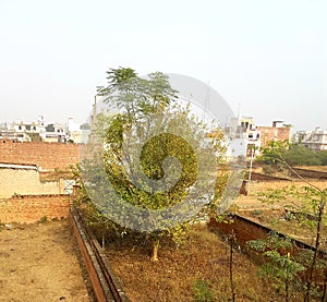 Tree winters session