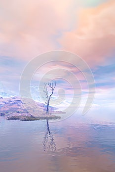 Tree on Wintry coastline