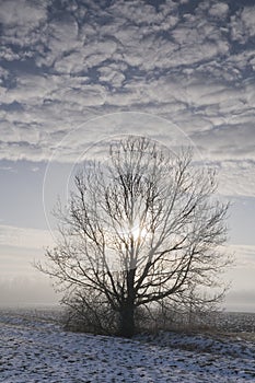 Tree in wintry landscape photo