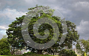 Tree of Wisdom, Moreton Bay Fig tree