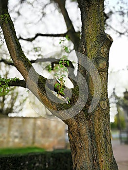 Tree in the wonderful Schlosspark Fulda